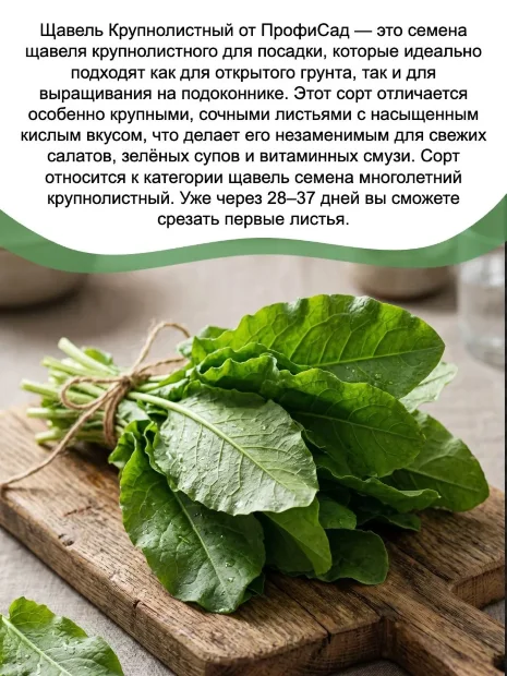 Щавель Крупнолистный семена 