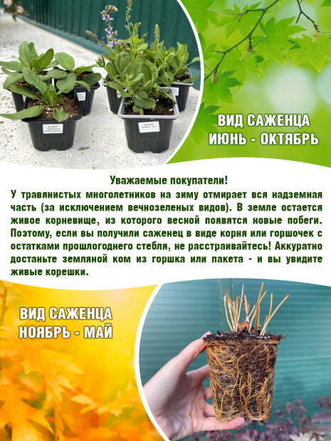 Сальвия (Шалфей) Шнеехёгель (дубравная) 