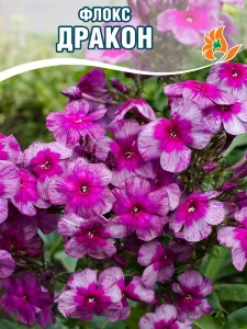 Флокс Дракон