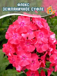 Флокс Земляничное суфле
