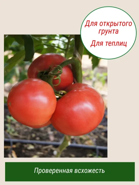 Томат Безразмерный семена 
