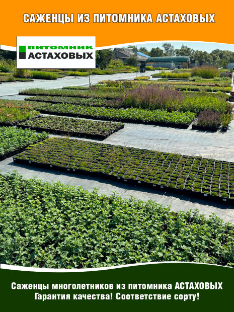 Горец родственный