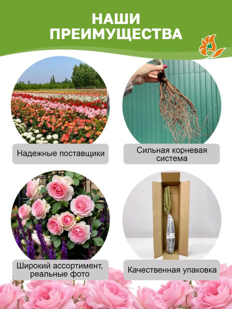 Роза Байландо