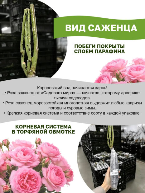Роза Байландо