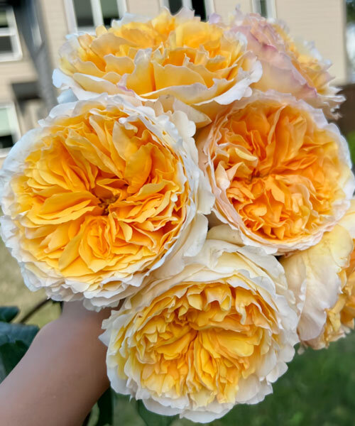 Роза Беатрис 