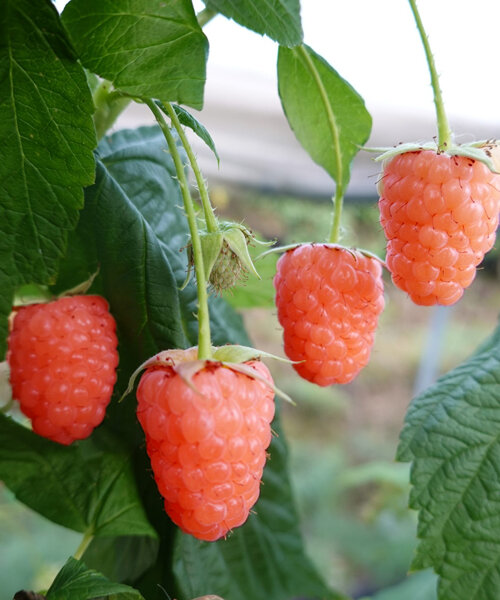 Малина Дабл Голд (ремонтантная) 