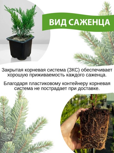Туя Пирамидалис Компакта (западная)