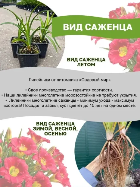 Лилейник Ноти Ред