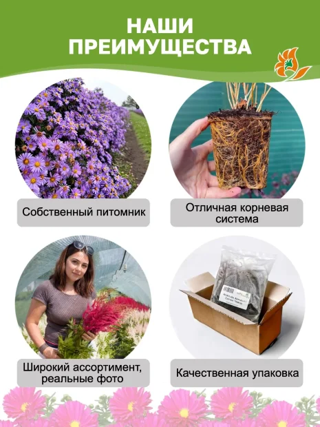 Астра Меджик Пёпл