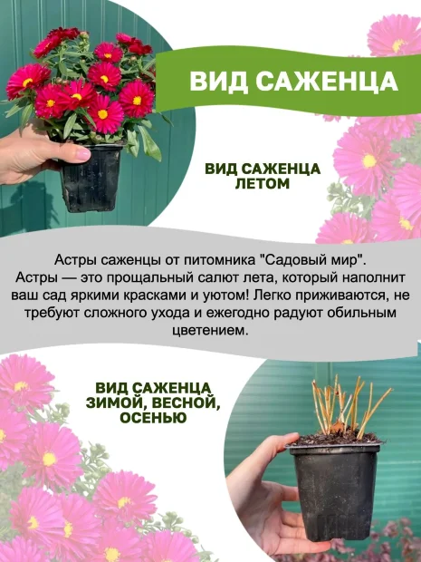 Астра Меджик Пёпл