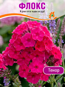 Флокс Тенор Флокс Тенор