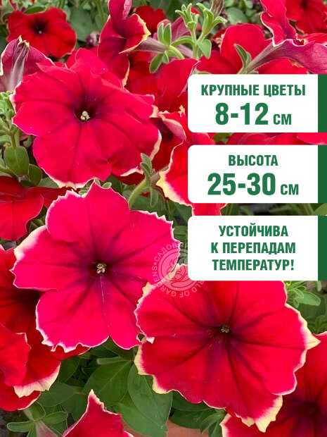 Петуния гибридная Романтика Софи (ПРОФИ) семена