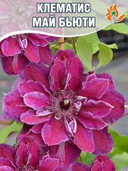 Клематис Май Бьюти
