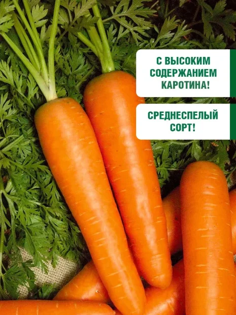 Морковь Лосиноостровская 13 семена 