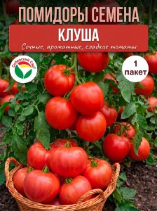 Томат Клуша