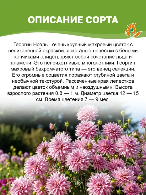 Георгин Ноэль (бахромчатый)