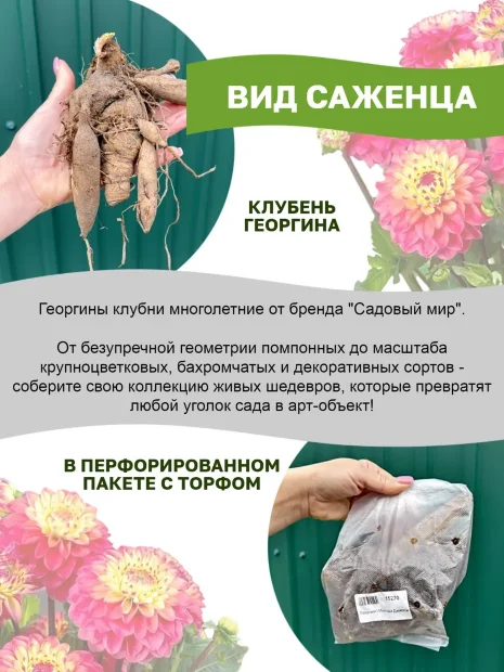 Георгин Ноэль (бахромчатый)