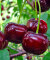 Вишня Спартанка (дюк)