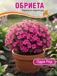 Обриета Одри Ред Обриета Одри Ред