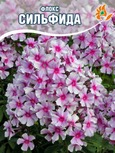 Флокс Сильфида