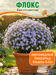 Флокс Эмеральд Кюшон Блю