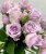Роза Стерлинг Сенсейшн