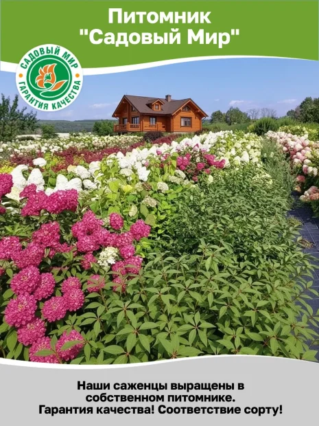 Гортензия Букет Роуз (крупнолистная) саженцы 