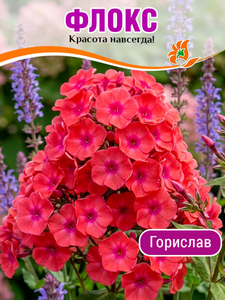 Флокс Горислав