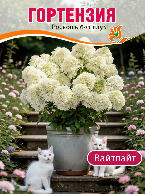 Гортензия Вайтлайт (метельчатая) саженцы 