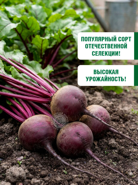 Свекла Мулатка семена 