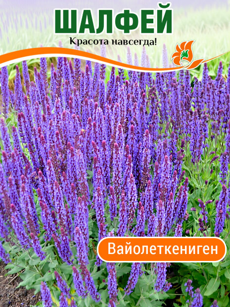 Сальвия (Шалфей) Вайолеткениген (дубравный)