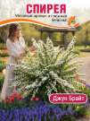 Спирея Джун Брайд (ниппонская) Спирея Джун Брайд (ниппонская)
