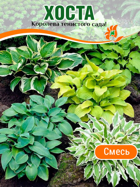 Хоста Смесь
