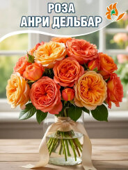 Роза Анри Дельбар Роза Анри Дельбар