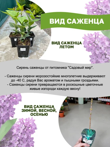 Сирень Жди Меня (обыкновенная) саженцы 