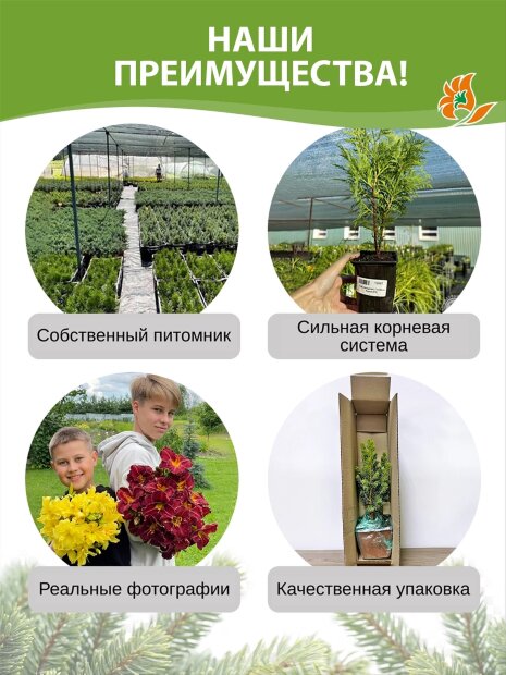 Можжевельник Скайрокет (скальный)