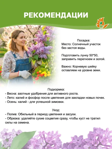 Сирень Изобилие (обыкновенная) саженцы 