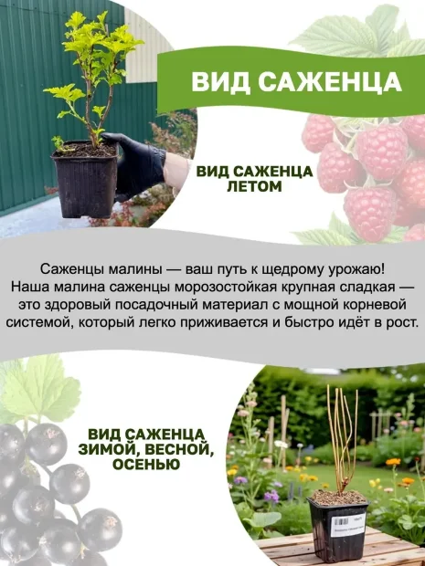 Ежевика Гай (бесшипая) саженцы 