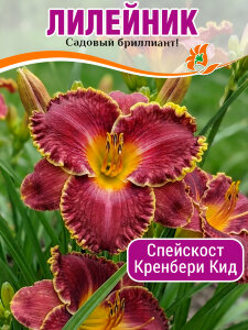 Лилейник Спейскост Кренбери Кид Лилейник Спейскост Кренбери Кид