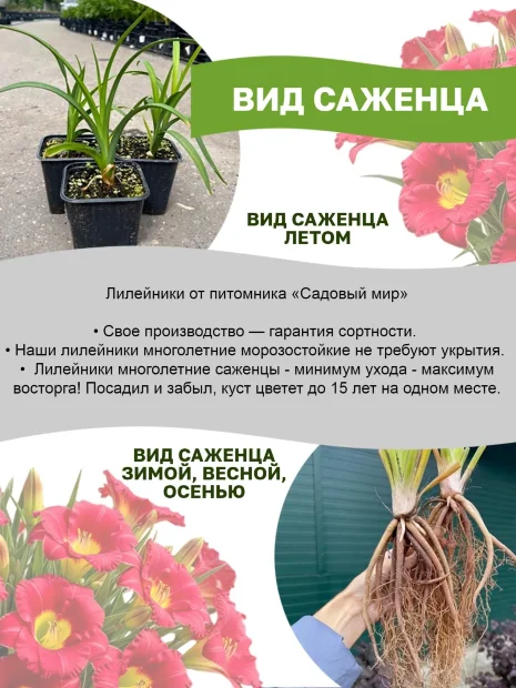 Лилейник Дюк оф Дарем