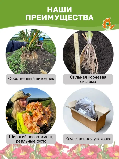 Лилейник Дюк оф Дарем