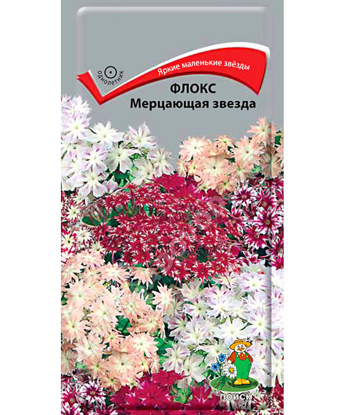 Флокс Мерцающая Звезда семена