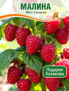 Малина Подарок Казакова (ремонтантная)