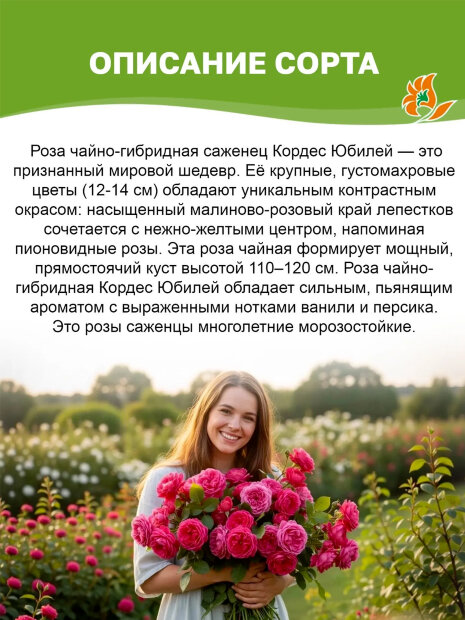 Роза Кордес Джубили
