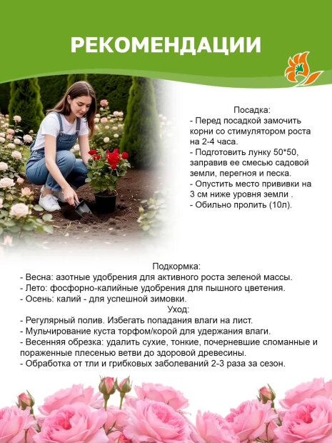 Роза Кордес Джубили