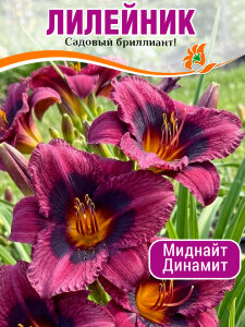 Лилейник Миднайт Динамит Лилейник Миднайт Динамит