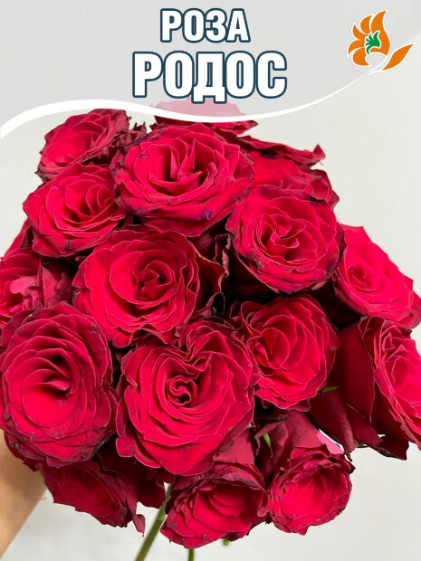 Роза Родос