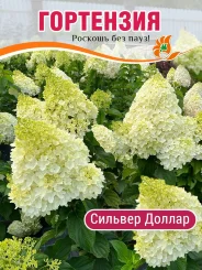 Гортензия Сильвер Доллар