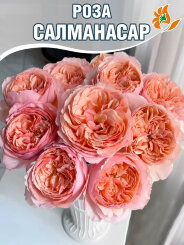 Роза Салманасар Роза Салманасар