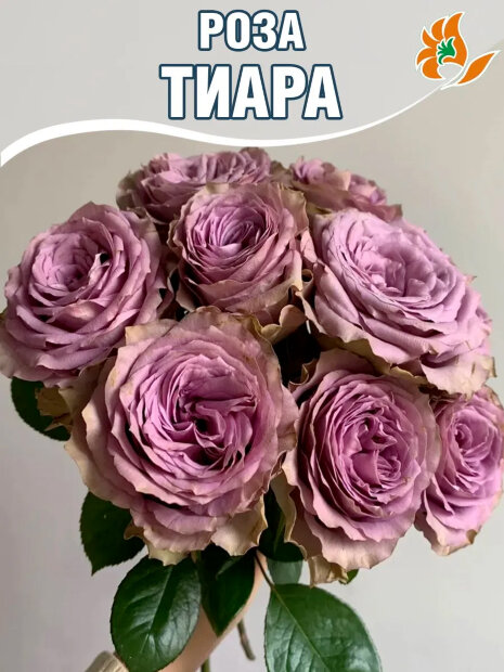 Роза Тиара